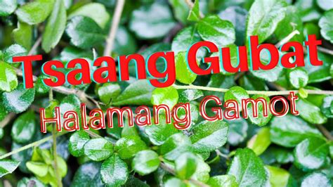 gubat : Binisaya .